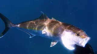 The 2018 Spring Season Starter - Spanish Mackerel, Amberjack - Испанская Макрель, Амберджек