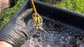 Separating Rooted World's Best Mulberry Cuttings