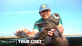 How 'Devil Fish' Invaded North America. Could Pet Treats Be The Solution? | True Cost | Insider News
