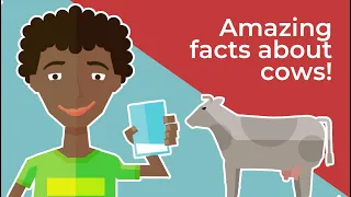 What You Didn't Know about Cows and Heifer International!