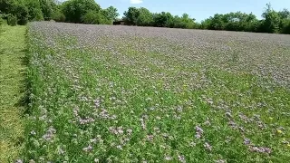 Мед з АКАЦІЇ та ФАЦЕЛІЇ.