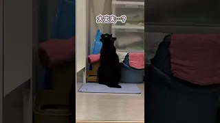 飼い主の事が心配過ぎて、自らお風呂に入る猫