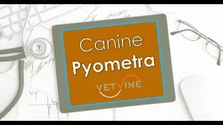 Canine Pyometra - Why Some Dogs Don't Get Better With Medical Treatment or Experience Relapses