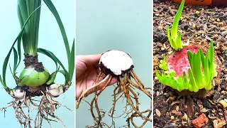 Dividing Amaryllis Hippeastrum Offsets Bulblets | Trimming Thick Basal Plate to Get More Small Bulbs