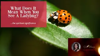 What Does It Mean When You See A Ladybug?