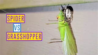 Spider Vs Grasshopper - Tiny Spider Eats Huge Live Grasshopper