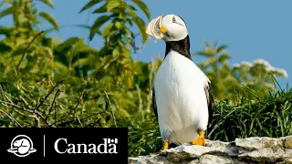 National parks can help birds adapt to climate change | Parks Canada