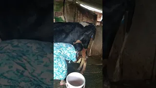 Washing cow at village in the morning