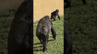 Baby #gorilla runs from mama #wildlife #zoo #australia