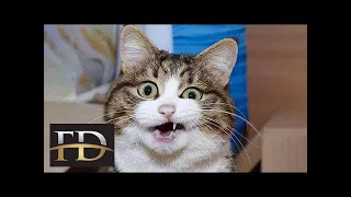 Funniest Cats 😹   Best Of The 2021 Funny Cats Videos 😁   Funniest Animals Ever #43