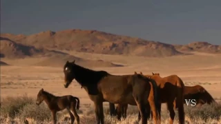 Oeste Selvagem Africano   Namíbia