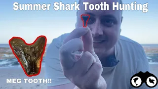 Summer SHARK TEETH hunting at Walton On The Naze | What SHARKS did these TEETH belong too!?