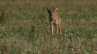 Coyote attacks on dogs in Connecticut has residents on high alert