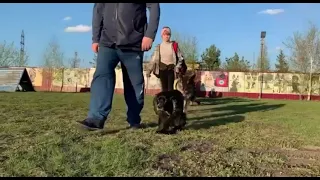 Дрессировка собак в Омске   ОЦССС⁠⁠