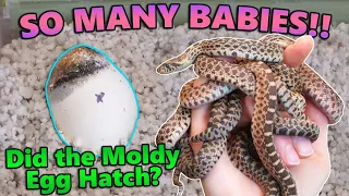 Baby Bullsnakes Hatching!!