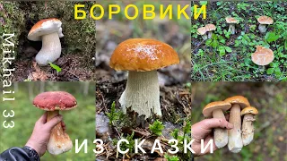 МИЛЛИОН БЕЛЫХ ГРИБОВ И СУПЕРБОРОВИК. ТАКОГО сбора не было НИКОГДА! БЕЛОКОС МЕЧТЫ!!! Грибы 2023