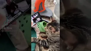 Tik Tok Cat and Dog vibing to Ievan Polkka.😅😅