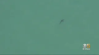 Large Number Of Great White Sharks Off California Coast Visible From Air