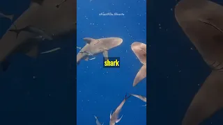 Sharks can smell blood from miles away