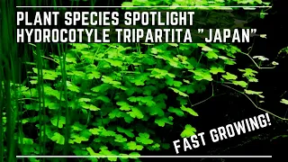 Plant Species Spotlight - Hydrocotyle Tripartita "Japan" - Care Guide