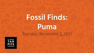 Fossil Finds: Puma