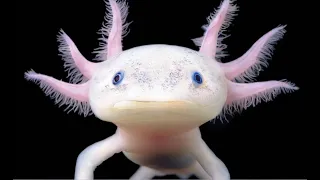 The Axolotl: The World's Most Adorable Amphibian