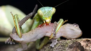 15 Craziest Fights in the Insects Kingdom
