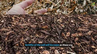 The Advantages And Disadvantages Of Using Forestry Mulching For Clearing Land