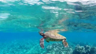 Snorkeling Ulua Beach, Wailea Hawai'i