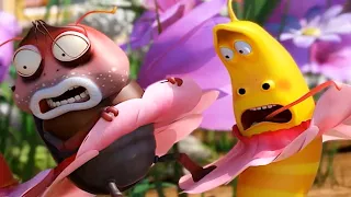 LARVA | CAN-CAN LARVA | 2018 Película Completa | Dibujos animados para niños | WildBrain