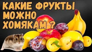 Какие фрукты можно давать хомякам.  Питание хомяков.