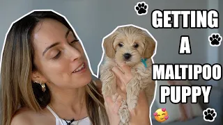 GETTING A MALTIPOO PUPPY! | Bringing Home our 8-week old Puppy!