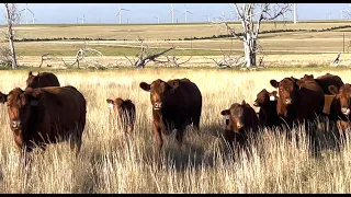 Herd Quitter Minute - The Importance of Bull Disposition