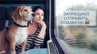 Как провезти собаку в поездах РЖД либо отправить ее одну? Мой опыт транспортировки питомца в поезде