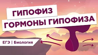 ГИПОФИЗ и ГОРМОНЫ l ЕГЭ Биология | Даниил Дарвин | Вебиум