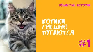 Коты пугаются. Смешно до слез!! Приколы 2020.