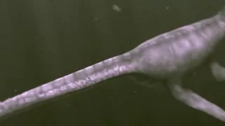 3D Reel Nessie Loch Ness lake monster plesiosaurus