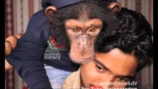 Cute and funny baby chimpanzee from Ras al-Khaimah zoo | Gulf Round Up 18 Feb 2016