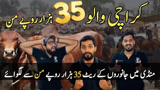 Karachi Walo 😯😯 Rate 35000 Rupai Maan Se | Karachi Cow Mandi 🐂🦬🐄 | Northern ByPass