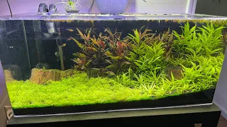 New Aquascape Design 1.5 months old. ADA Aquasoil Fluval FX4.