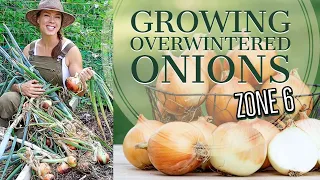 How to Grow Onions Over the Winter