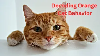 Typical Behaviors of Orange Cats