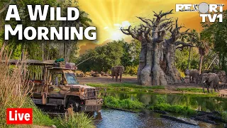 🔴A Wild Morning at Disney's Animal Kingdom - 6-27-21 - Walt Disney World Live Stream