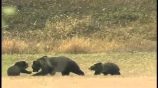 ‘Bears In The Modern World’ - Dakota and Cubs