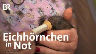 Eichhörnchen in Not: Rettung in der Auffangstation | Zwischen Spessart und Karwendel | BR