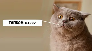 Коты и магия со смешной озвучкой 2019 - Смешные кошки МатроскинТВ