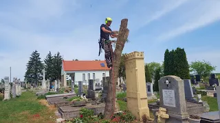 FŰRÉSZ MÁNIA: FAVÁGÁS A TEMETŐBEN 2. SZÉLCSENDBEN