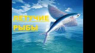 ЛЕТУЧИЕ РЫБЫ Развивающее видео