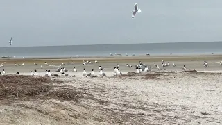 Хохотун черноголовый (Pallas's Gull. Қарабас өгізшағала. Каспийское море.