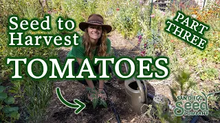 Transplant & Fertilize Like This For TREMENDOUS TOMATO HARVESTS + Determinate & Indeterminate Tips